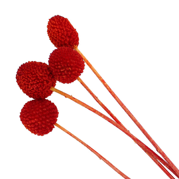 Craspedia preservada 4 ud rojo