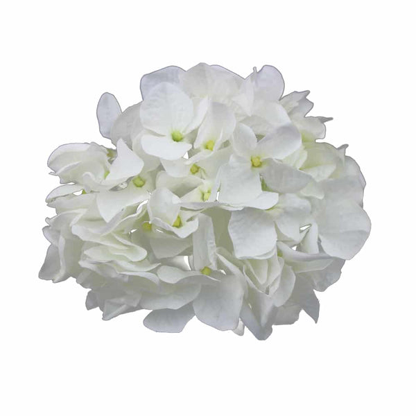 HORTENSIA TRACY blanco