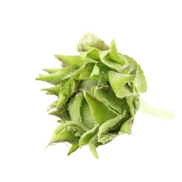 capullo flor cerrada verde
