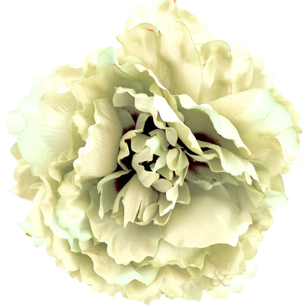 peonia fani crudo