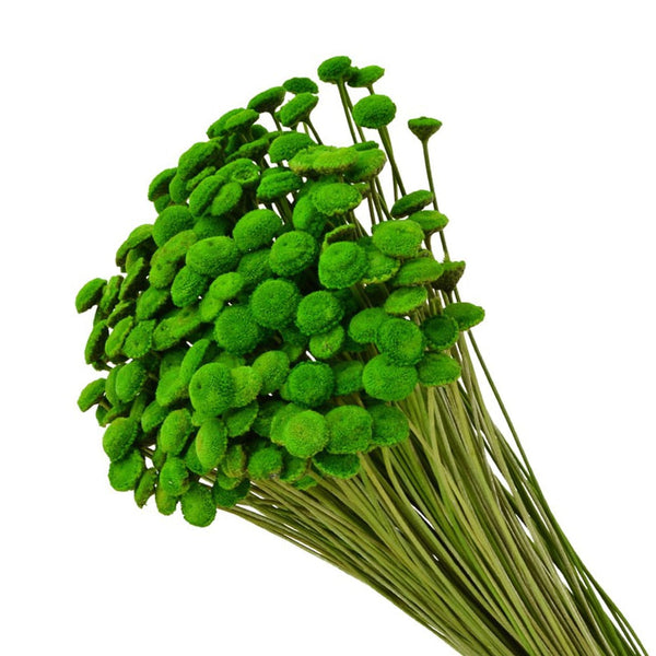 BOTAO ATERCIOPELADO PRESERVADO verde