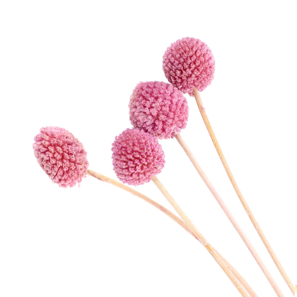 Craspedia preservada 4 ud rosa maquillaje