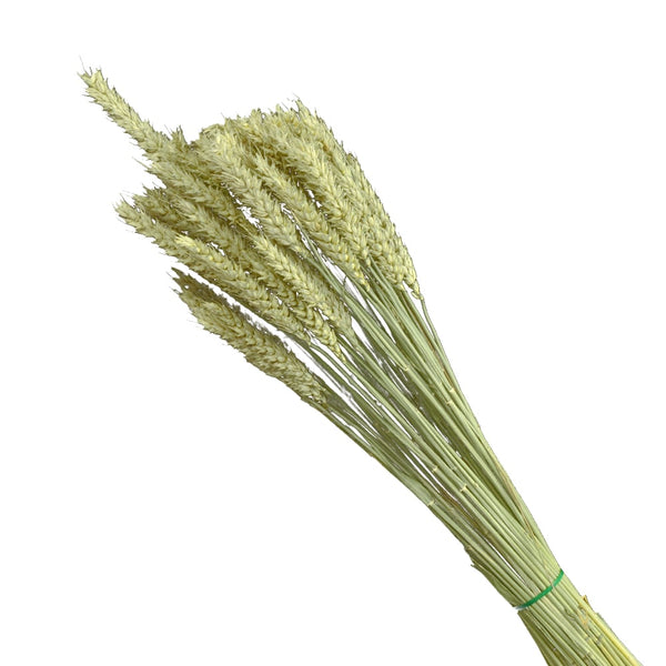 ESPIGAS DE TRIGO PRESERVADO natural