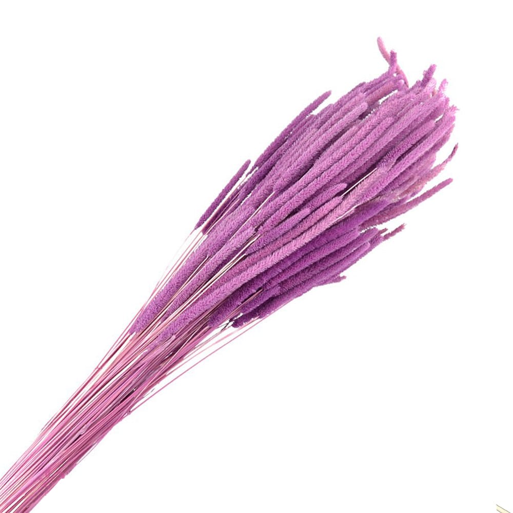 PHLEUM PRESERVADO malva