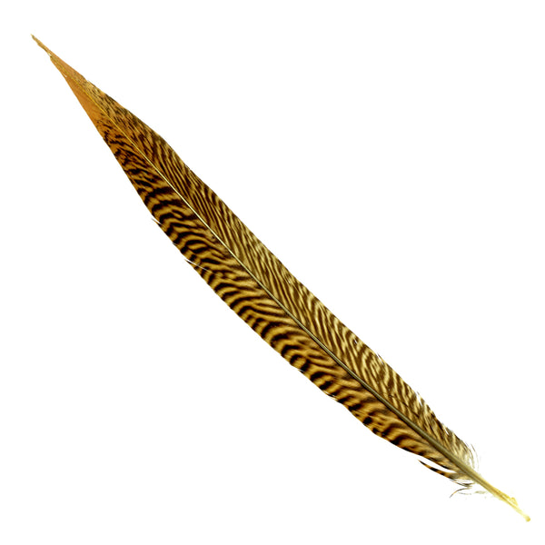 Pluma faisán dorado 25 30 CM