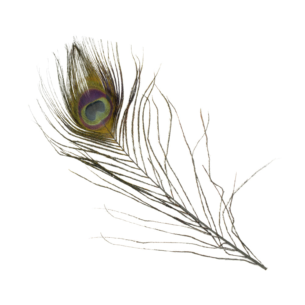 Pluma pavo real 25 30 cm
