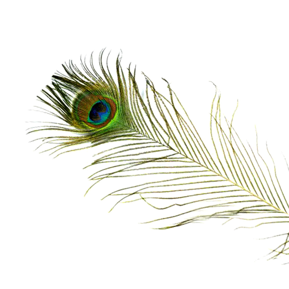 Pluma pavo real 65