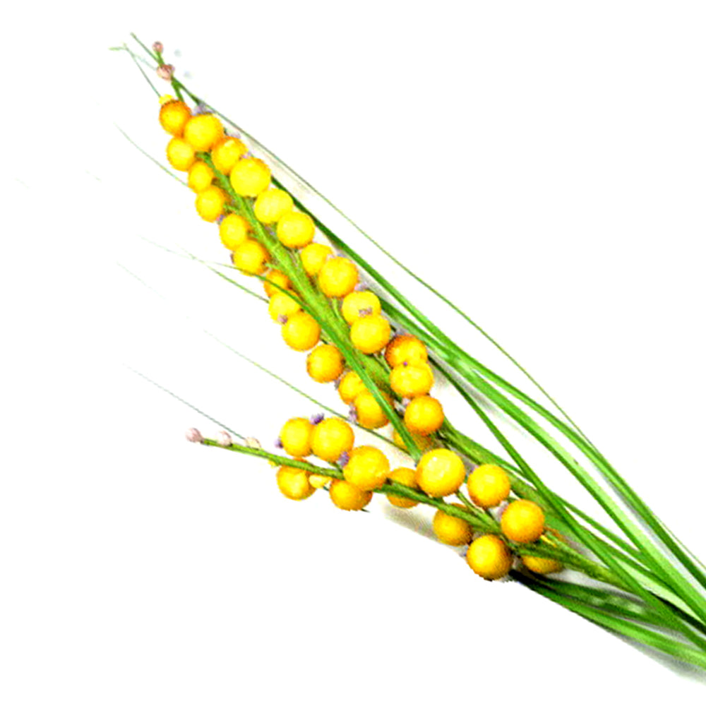 Racimo de bayas amarillo