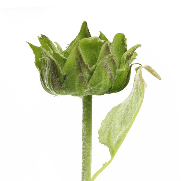 capullo flor cerrada