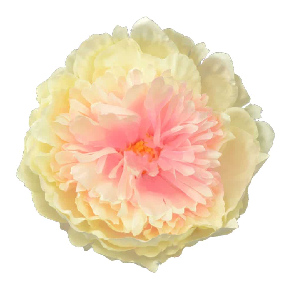 flor Cristie crudo