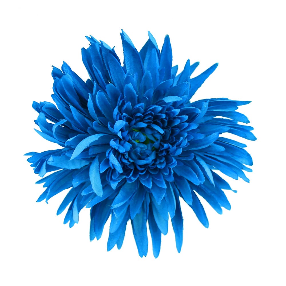 flor crisantemo azul klein