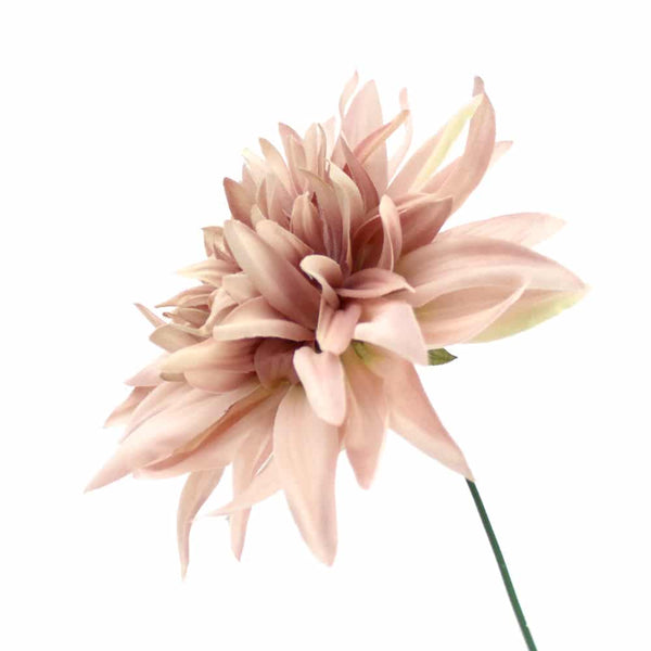 flor dalia teodora