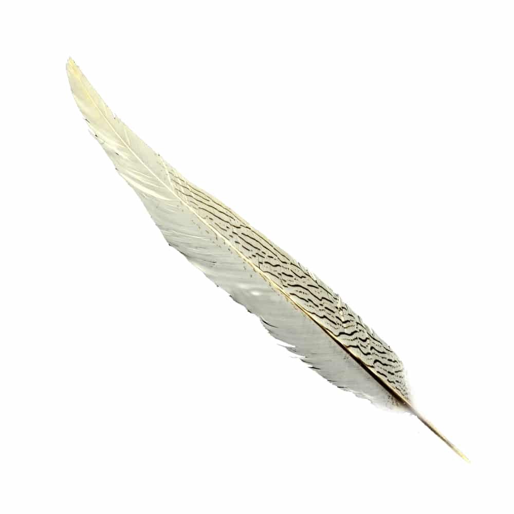 pluma faisan plata 40 45cm natural