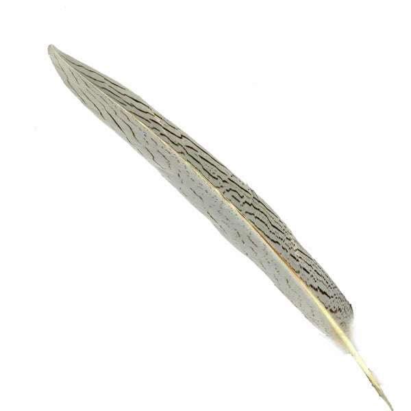 pluma faisan plata 40 45cm