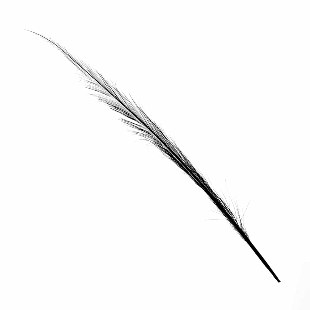 pluma faisan quemado negro