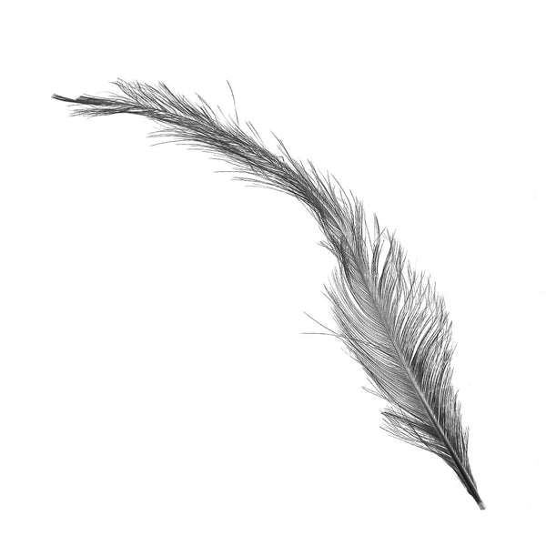 pluma gallo quemada negro