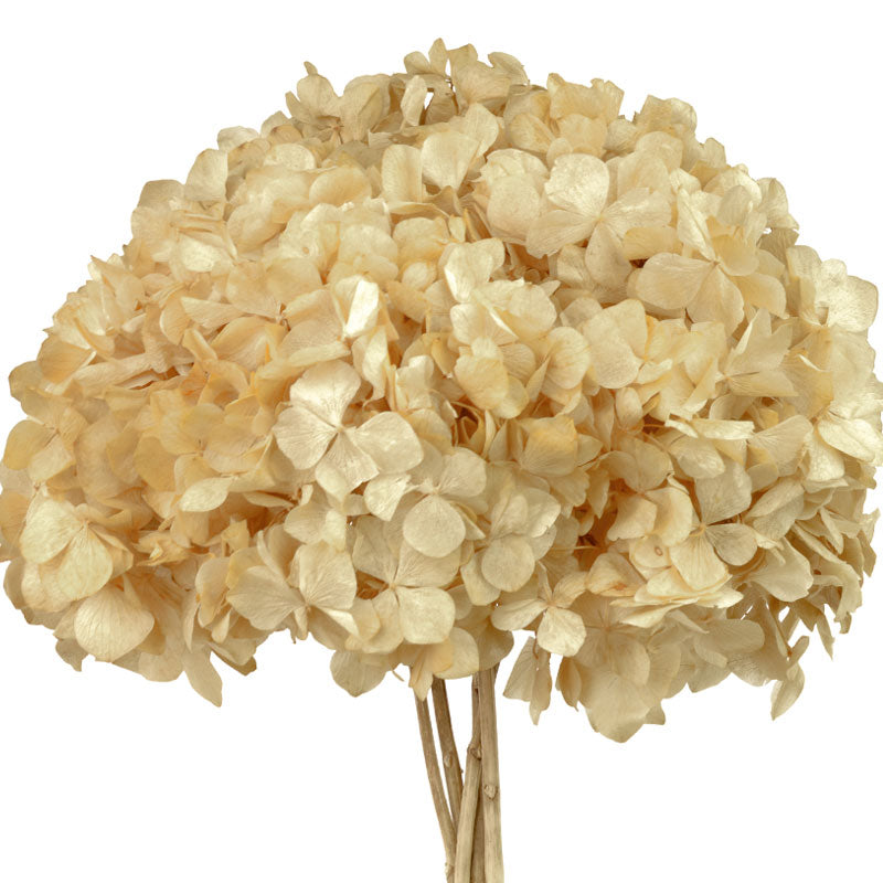 pomo hortensia preservada c