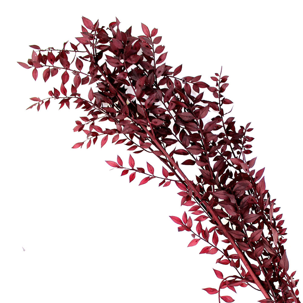 ruscus preservado granate