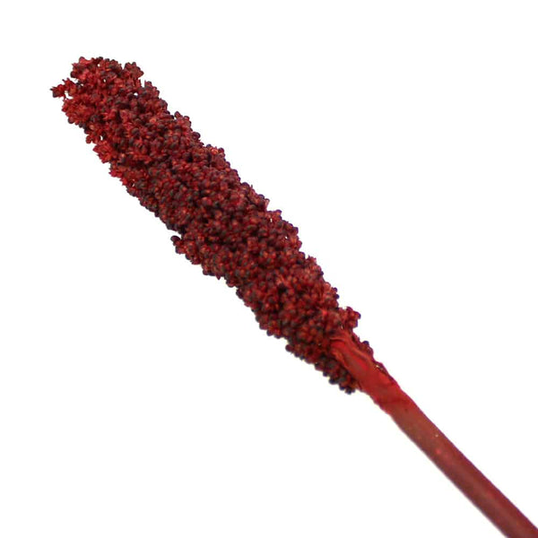 semillas sorgo preservado rojo