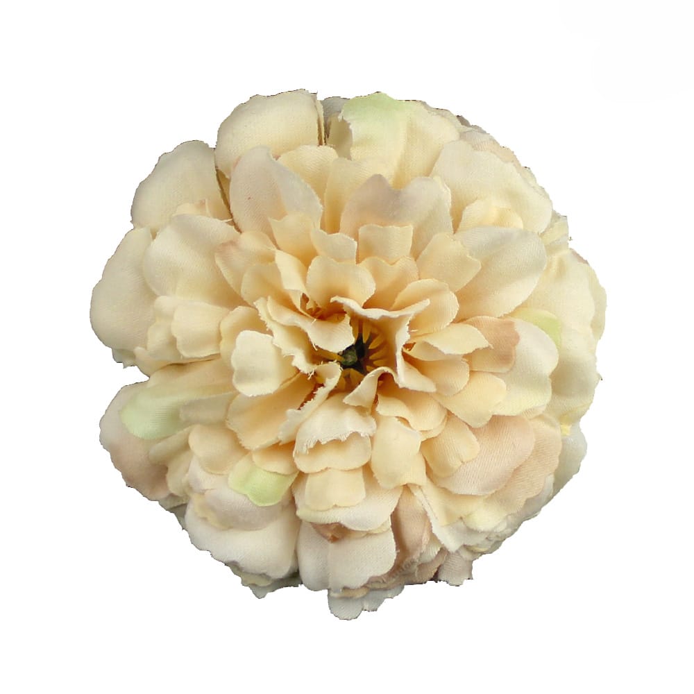 zinnia 7 cm crudo