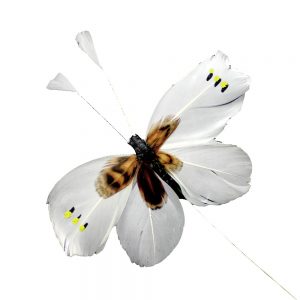 mariposa pluma antena blanco