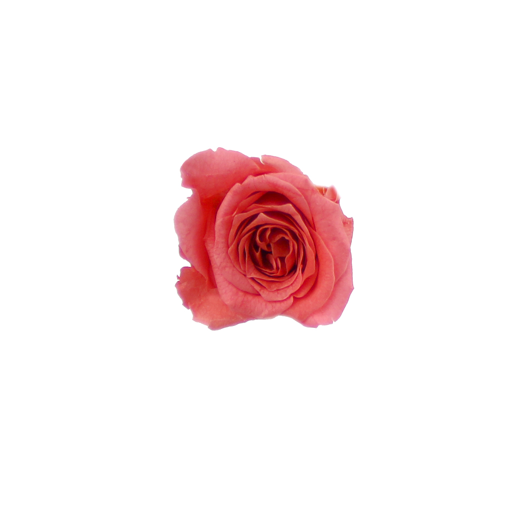 mini rosa preservada rosa medio