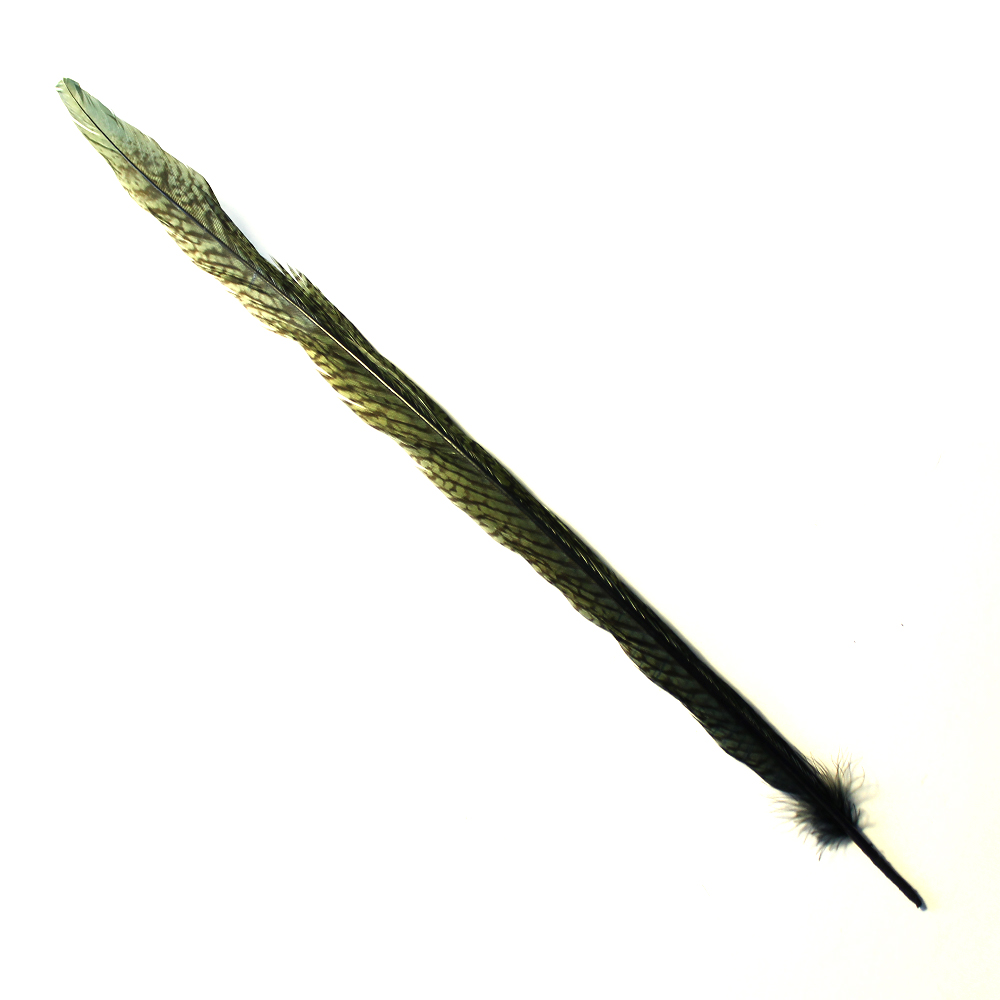 pluma de cola de faisan dorado negro