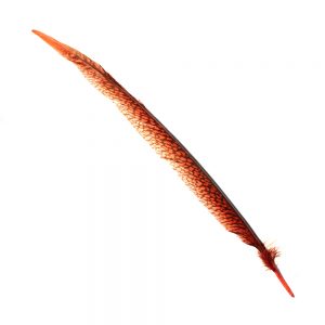 pluma de cola de faisan dorado rojo