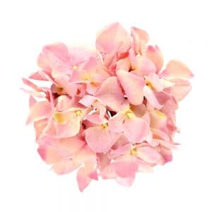 hortensia tracy rosa palo